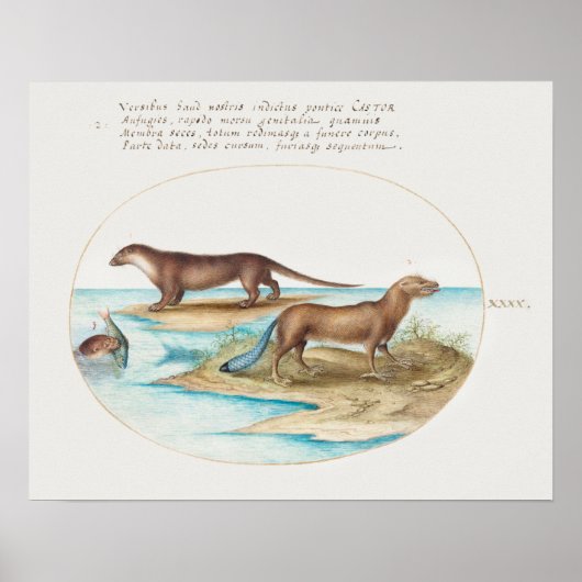Vintage Otter Poster (Vorne)