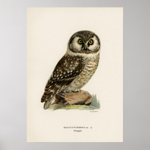 Vintage Owl Illustration Poster