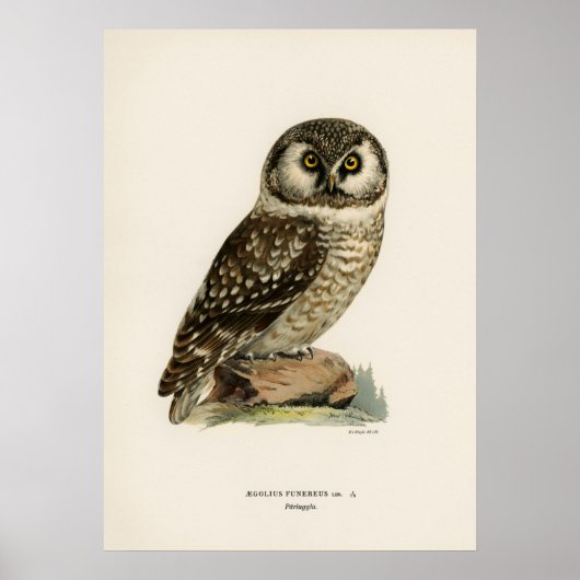 Vintage Owl Illustration Poster (Vorne)