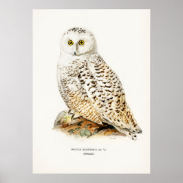 Vintage Owl Illustration Poster