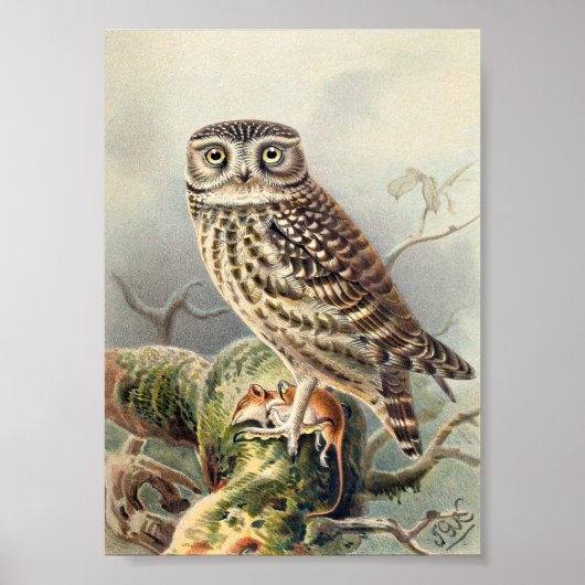 Vintage Owl Illustration Poster (Vorne)