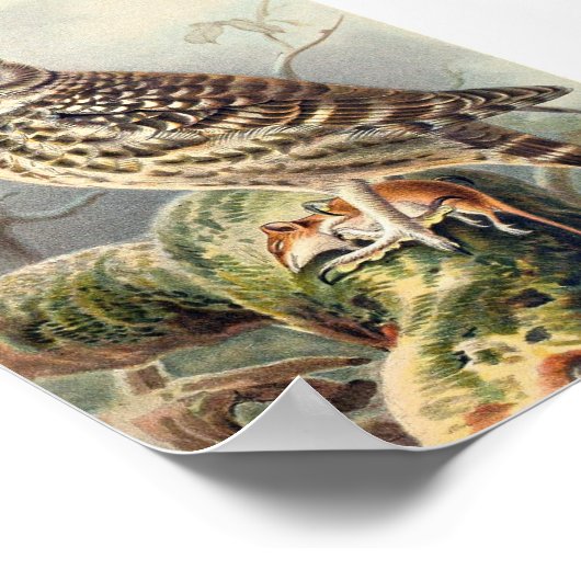 Vintage Owl Illustration Poster (Ecke)