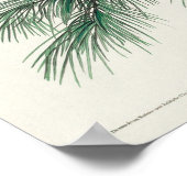 Vintage Owl Illustration Poster (Ecke)