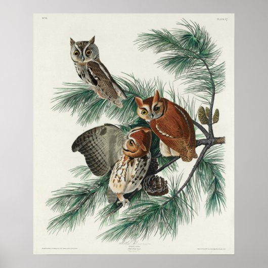 Vintage Owl Illustration Poster (Vorne)