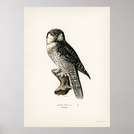 Vintage Owl Illustration Poster (Vorne)