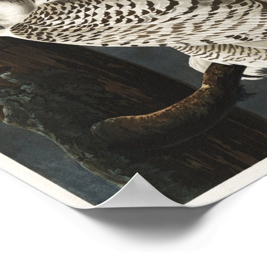 Vintage Owl Illustration Poster (Ecke)