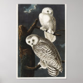 Vintage Owl Illustration Poster (Vorne)