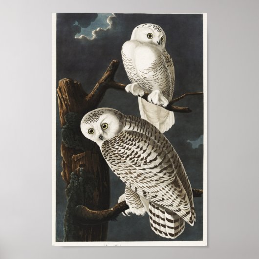 Vintage Owl Illustration Poster (Vorne)