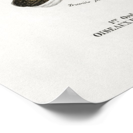 Vintage Owl Illustration Poster (Ecke)