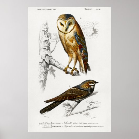 Vintage Owl Illustration Poster (Vorne)
