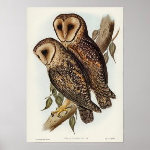 Vintage Owl Illustration Poster
