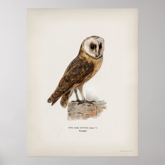 Vintage Owl Illustration Poster (Vorne)
