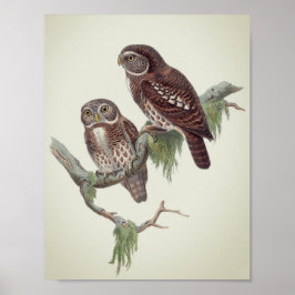 Vintage Owl Illustration Poster