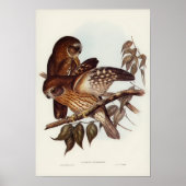 Vintage Owl Illustration Poster (Vorne)
