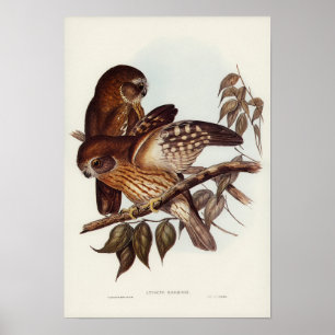 Vintage Owl Illustration Poster