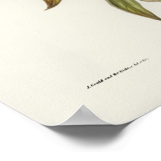 Vintage Owl Illustration Poster (Ecke)