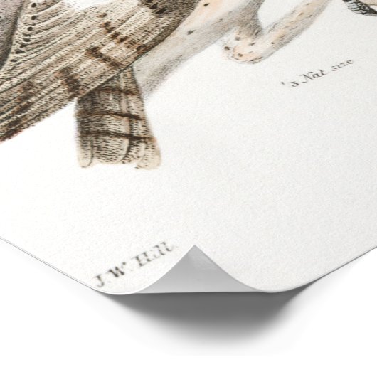 Vintage Owl Illustration Poster (Ecke)