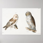 Vintage Owl Illustration Poster (Vorne)