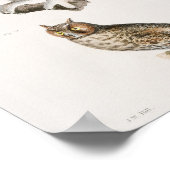 Vintage Owl Illustration Poster (Ecke)