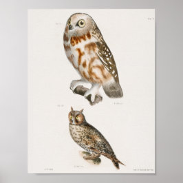 Vintage Owl Illustration Poster