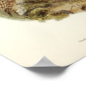 Vintage Owl Illustration Poster (Ecke)