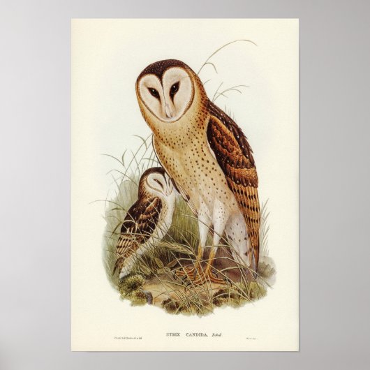 Vintage Owl Illustration Poster (Vorne)