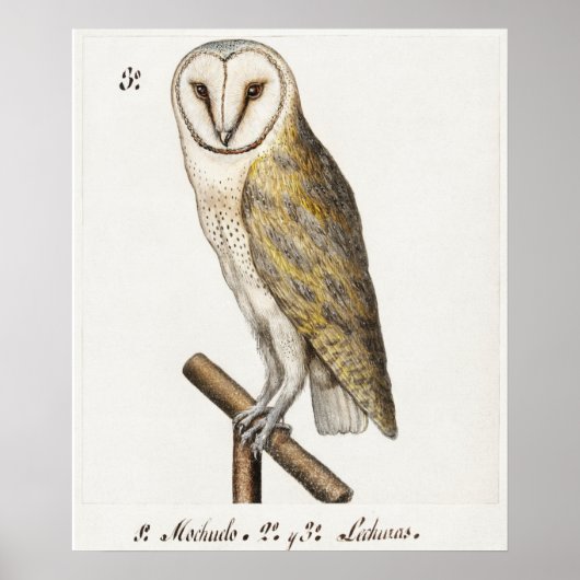 Vintage Owl Illustration Poster (Vorne)