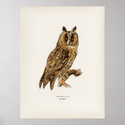 Vintage Owl Illustration Poster (Vorne)