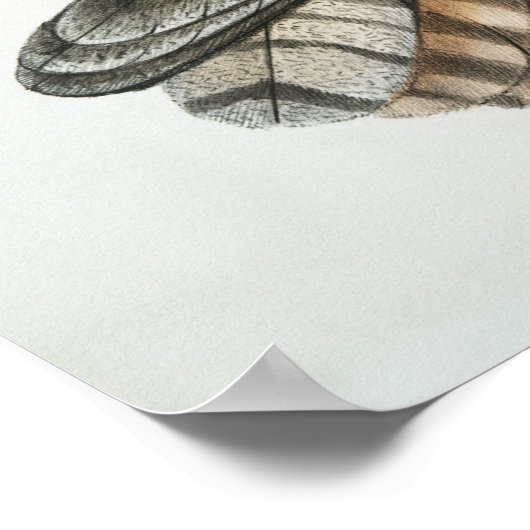 Vintage Owl Illustration Poster (Ecke)