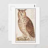 Vintage Owl Illustration Postkarte (Vorne/Hinten)