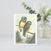 Vintage Owl Illustration Postkarte (Stehend Vorderseite)