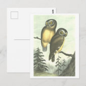 Vintage Owl Illustration Postkarte (Vorne/Hinten)