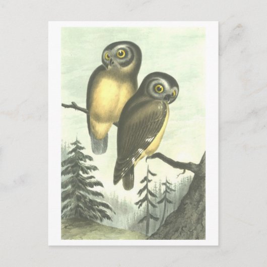Vintage Owl Illustration Postkarte (Vorderseite)