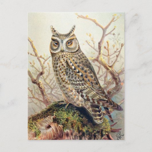 Vintage Owl Illustration Postkarte (Vorderseite)