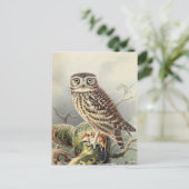 Vintage Owl Illustration Postkarte (Stehend Vorderseite)