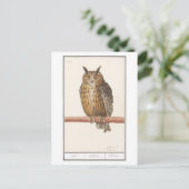 Vintage Owl Illustration Postkarte (Stehend Vorderseite)