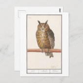 Vintage Owl Illustration Postkarte (Vorne/Hinten)