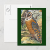 Vintage Owl-Malerei Postkarte (Vorne/Hinten)