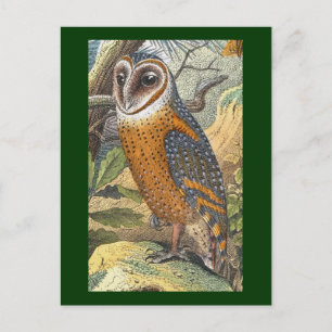 Vintage Owl-Malerei Postkarte