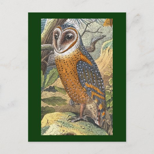 Vintage Owl-Malerei Postkarte (Vorderseite)