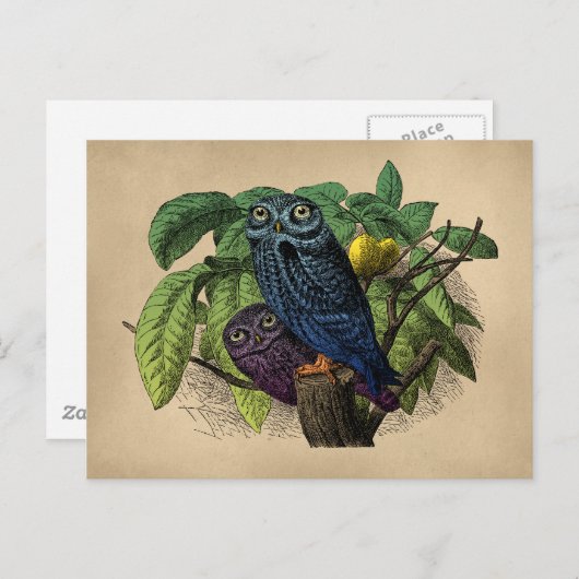 Vintage Owls Farbenprägung Postkarte (Vorne/Hinten)