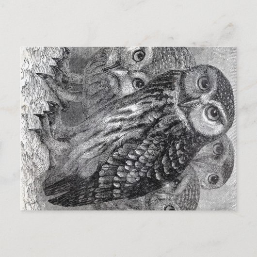 Vintage Owls Postkarte (Vorderseite)