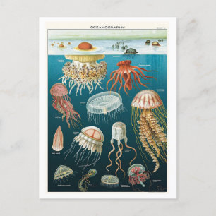 Vintage-Ozeanographie-Qualle-Plakat Postkarte