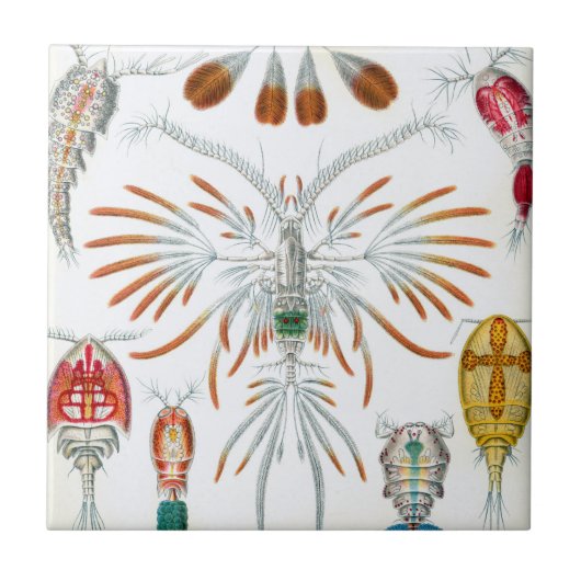 Vintage Ozeantiere, Copepoda von Ernst Haeckel Fliese (Vorderseite)