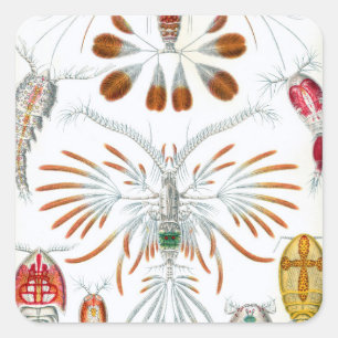 Vintage Ozeantiere, Copepoda von Ernst Haeckel Quadratischer Aufkleber