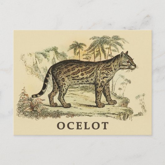 Vintage-Ozelot Postkarte (Vorderseite)