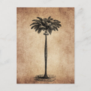 Vintage Palm-Baum-Vorlage Postkarte