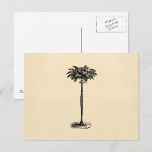 Vintage Palm-Baum-Vorlage Postkarte (Vorne/Hinten)
