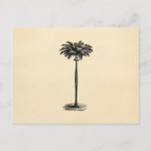 Vintage Palm-Baum-Vorlage Postkarte (Vorderseite)