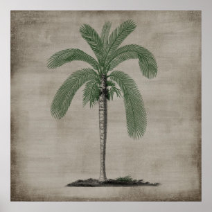 Vintage-Palme Poster